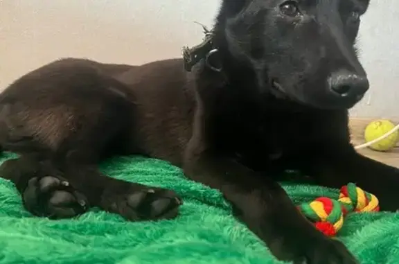 Пропал собака, Батальная улица, Калининград - photo