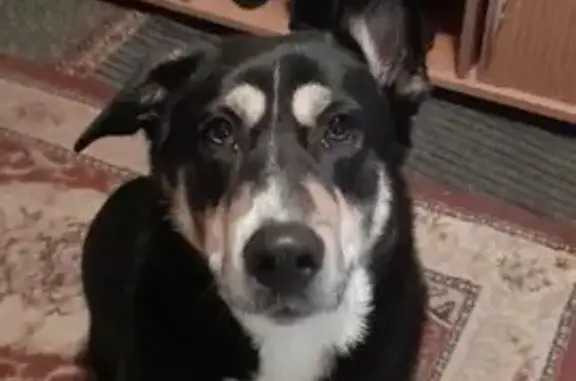 Пропал собака, Киевское шоссе, Апрелевка - добрый и ласковый пёс - photo