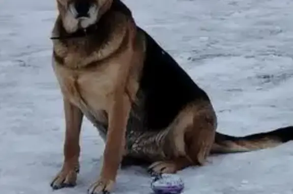 Найдена собака, ец, фото: Найдена собака, 46Н-04150, Городец - очень добрая и ласковая девочка