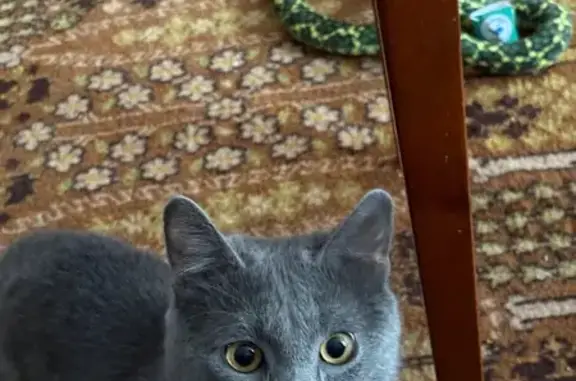 Пропал кот, Берёзовая улица, 35, Северный-Первый - серо-дымчатый 8 месяцев - photo