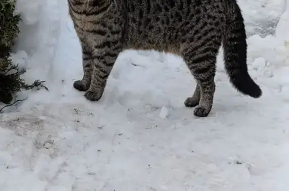Найдена кошка, Суховское, фото: Найден кот, Суховское сельское поселение, Ленинградская область - большой размер, домашний