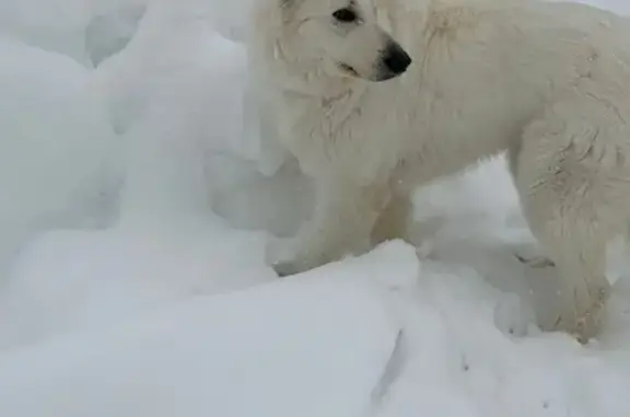Найдена собака, Столбищенское, фото: Найдена собака, 146, Столбищенское сельское поселение, Столбищенское - белая, добрая