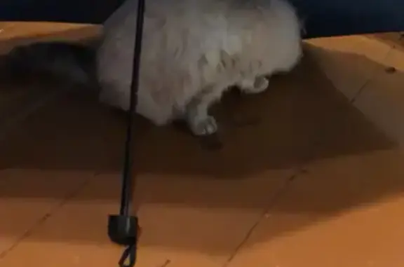 Кошки потеряшки, Новая Ляля, фото: Потеряшка кошка, улица Володарского, 43, Новая Ляля