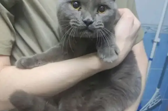 Найдена кошка, Челябинск, фото: Найден кот, 1-й Верхоянский переулок, Челябинск - явно домашний, ласковый