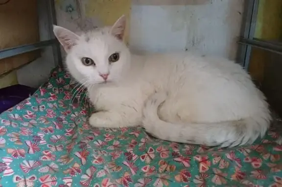 Пропала кошка, Александровский парк, Санкт-Петербург - photo