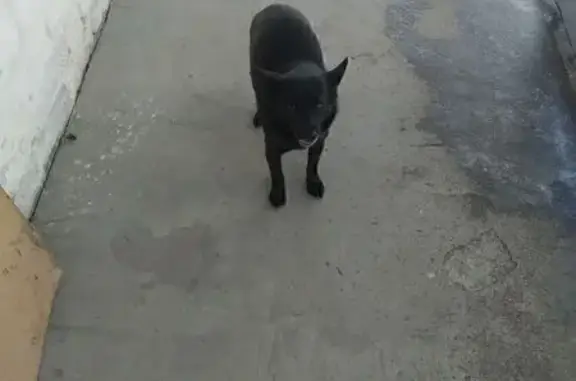 Найдена собака, Госпитомник, фото: Найден собака, Придорожная улица, 12, Госпитомник - чёрный, спокойный