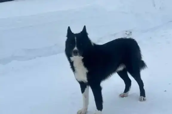 Найдена собака, Квашёнки, фото: Найден собака, Квашёнки, Московская область - русско-европейская лайка без ошейника