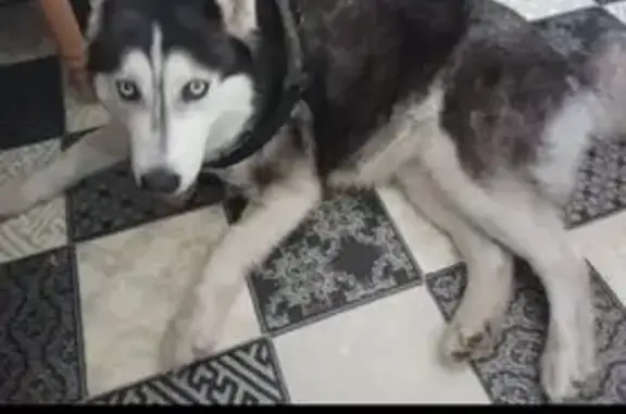 Объявления о пропавших и найденных животных, Чемодурово, фото: Найдена собака, Чемодурово, Московская область - её привела другая собака