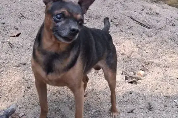 Пропал собака, улица Некрасова, Майкоп - photo