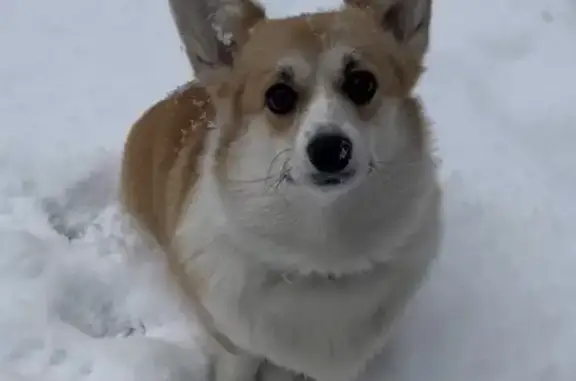 Пропала собака, Левашово, Санкт-Петербург - девочка, 1,5 года, рыже-белый окрас - photo