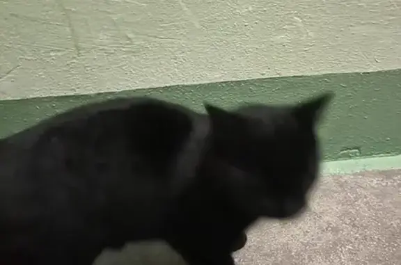 Найдена кошка, Липецк, фото: Найден кот, улица А. Г. Стаханова, 8, Липецк - молодой и очень ласковый