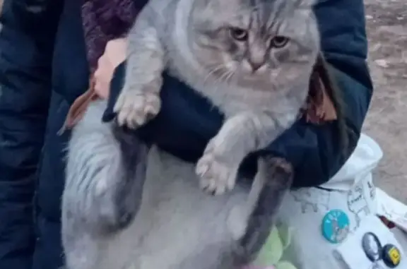 Кошки потеряшки, Нея, фото: Потеряшка кот, Пионерская улица, 56, Нея - серый, ушёл гулять и не вернулся