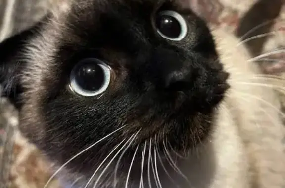 Пропал кот, Съездовская улица, Омск - похож на сиамского - photo