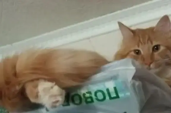 Пропал кот, улица Луначарского, 31, Унеча - рыжий полосатый, откликается на Симба - photo