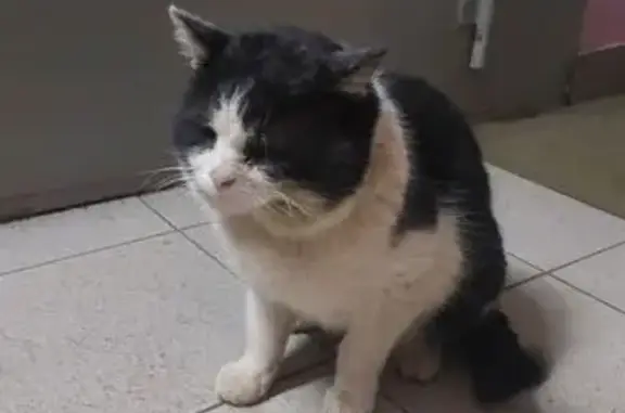 Найдена кошка, Нижний Новгород, фото: Найден кот, Заречный бульвар, Нижний Новгород - чёрно-белый с тёмным ошейником