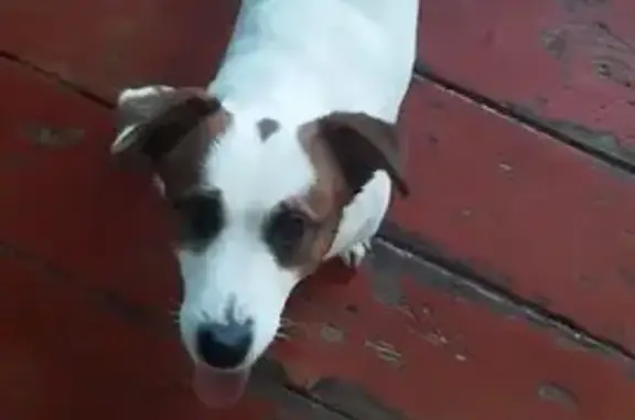 Найдена собака, Калининград, фото: Найдена собака, Дорожная улица, Калининград