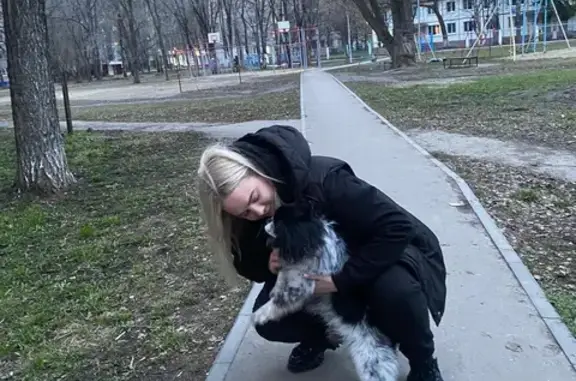 Собаки потеряшки, Ульяновск, фото: Потеряшка собака, проезд Полбина, 22, Ульяновск - старенький 16 лет