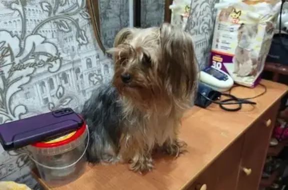 Найденные животные Щигры, фото: Найдена собака, городской округ Щигры, Курская область - ласковая и умная