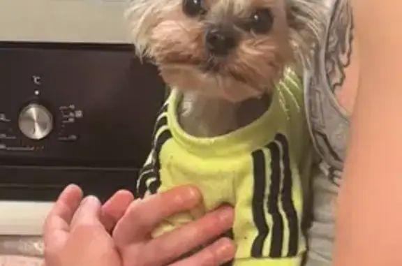 Пропал собака, мужской, Терский переулок, 3, Мурманск - мини Йорк - photo