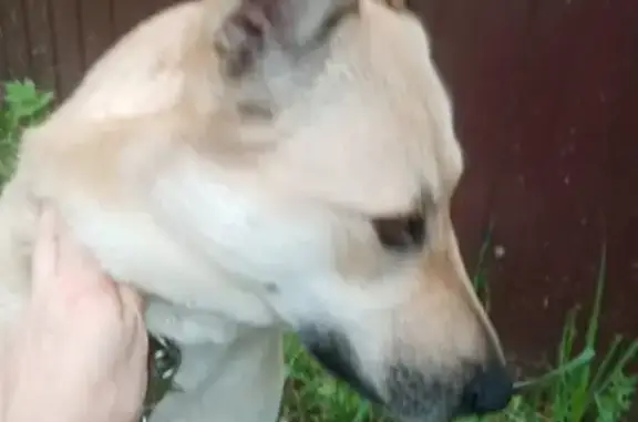 Пропала собака, девочка, Раменский район Копнино Зюзино, Московская область - photo