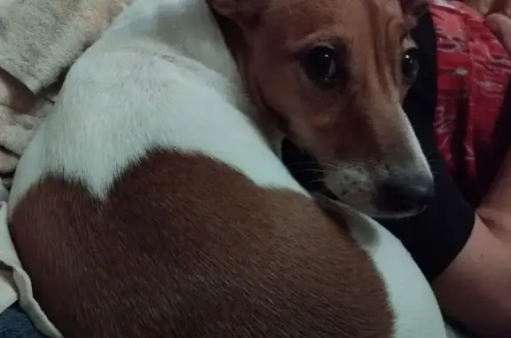 Пропала собака, Ангарская улица, 11, Пенза - девочка породы джек рассел терьер - photo