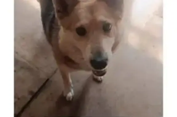 Пропала собака, женский пол, 2-й Красочный тупик, Казань - окрас бело-рыже-черный - photo