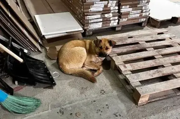 Пропала собака, женский пол, улица Магницкого, Чебоксары - молодая и шустрая - photo