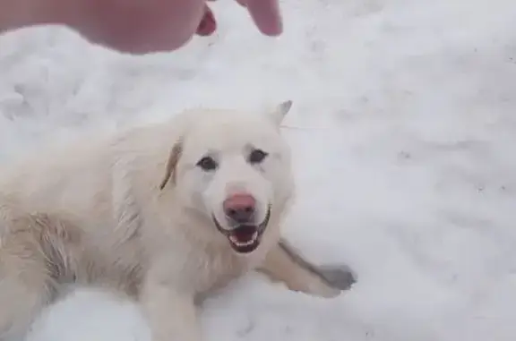 Найдена собака, Лампово, фото: Найден собака, Лампово, Ленинградская область