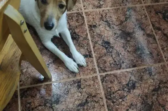 Найдена собака, Ростов-на-Дону, фото: Найдена собака, мужской, улица Текучёва, 125/200, Ростов-на-Дону - белый с тёмно-рыжей головой