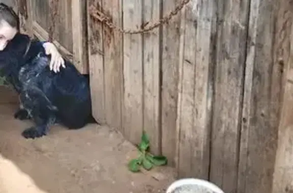 Пропала собака, женский пол, улица Юрия Беленогова, 32, Кострома - photo