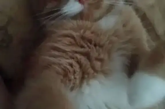 Пропал кот, Коммунистическая улица, 83, Екатеринбург - рыжий с зелёным ошейником - photo