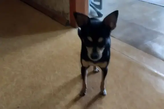 Найдена собака, Ростов-на-Дону, фото: Найдена собака, улица Шаумяна, 9, Ростов-на-Дону - скулила на рынке