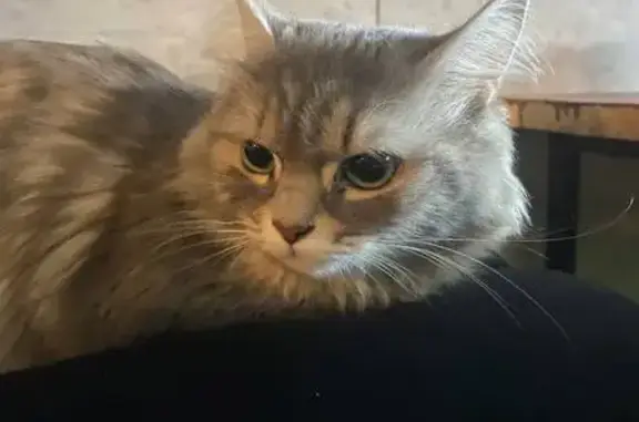 Найдена кошка, Нижний Новгород, фото: Найдена кошка, Юбилейный бульвар, 2, Нижний Новгород - серо-белая