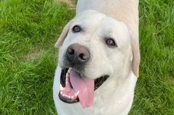 Пропал собака, мужской, Заволжское сельское поселение, Ярославская область - photo