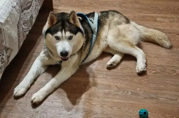 Найдена собака, Киров, фото: Найден собака, Октябрьский проспект, Киров - кобель хаски в шлейке