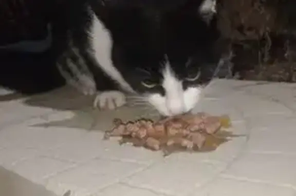 Найдена кошка, Верхнетемерницкий, фото: Найдена кошка, улица Венеры, 34/3, Верхнетемерницкий - пугливая, но ласковая