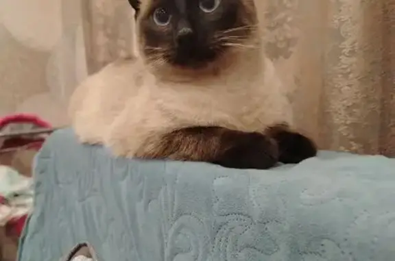 Найдена кошка, Тамбов, фото: Найден сиамский кот, проезд Достоевского, 37, Тамбов