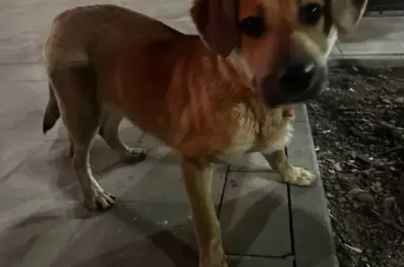 Найдена собака, Ростов-на-Дону, фото: Найден собака, мужской, Будённовский проспект, Ростов-на-Дону