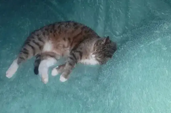 Пропала кошка, Рабочая улица, городское поселение Карабаново - кастрирован, ласковый - photo