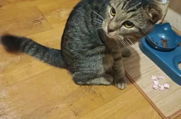 Найдена кошка, Санкт-Петербург, фото: Найдена кошка с порванным ухом, улица Стойкости, 27, Санкт-Петербург