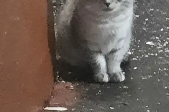 Найдена кошка, Москва, фото: Найдена кошка, Сапёрный проезд, 8 к2, Москва - светло-серый дымчатый окрас