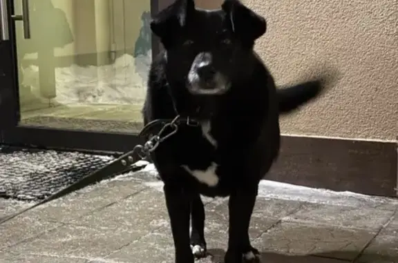 Найдена собака, Пенза, фото: Найдена собака, Красная улица, 74, Пензенский городской округ - хаски и чёрная собака без породы