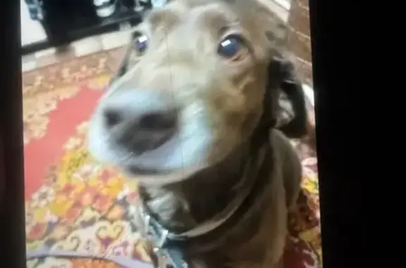 Пропала собака, улица Ахметова, 323, Уфа - photo