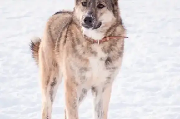 Пропала собака, женский пол, Короткая улица, 10А, городской округ Ижевск - photo