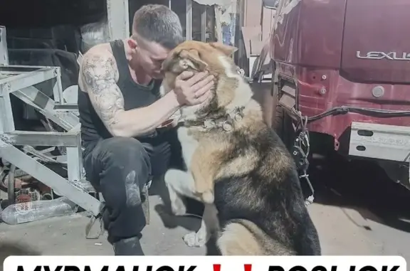 Пропал собака, Мурманск, Мурманская область - кобель метис хаски, 10 лет - photo