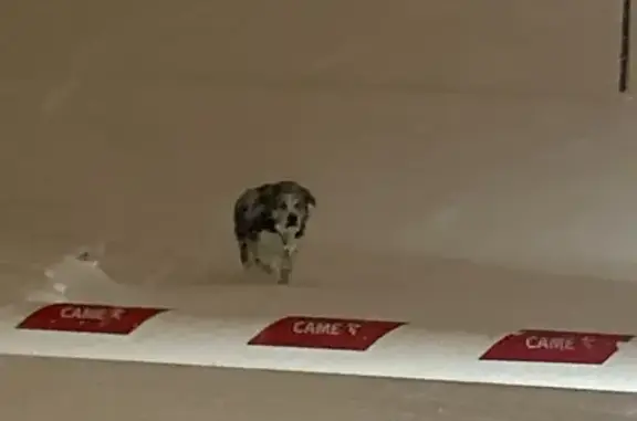 Найдена собака, Самара, фото: Найдена собака, Дальняя улица, Самара - похоже слепа