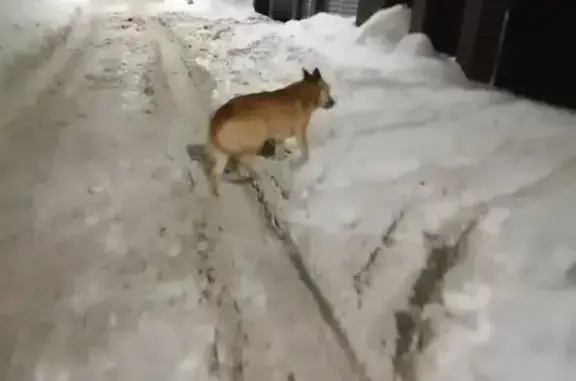 Найдена собака, Ярославль, фото: Найдена собака, Лекарская улица, 42, Ярославль - пугливая