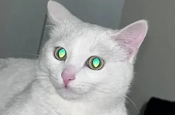 Пропала кошка, 19/11Б, Набережные Челны - белая с голубо-зелеными глазами - photo
