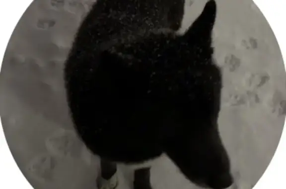 Найдена собака, Казань, фото: Найдена собака, улица Юлиуса Фучика, Казань - чёрная с белым воротником