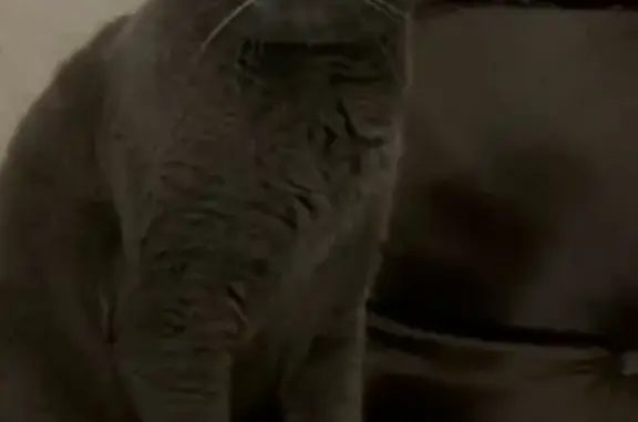 Пропал кот, Благовещенск, Амурская область - похож на британского - photo